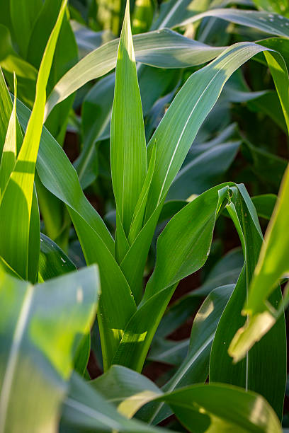 istock Green Corn Field Under Blue Sky, Young Maize Crop in Agricultural Landscape 2255469257