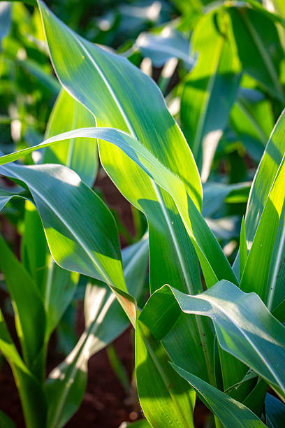 istock Green Corn Field Under Blue Sky, Young Maize Crop in Agricultural Landscape 2255469270
