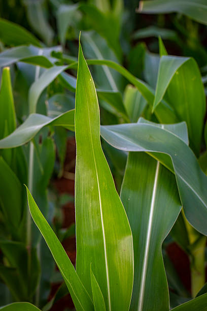 istock Green Corn Field Under Blue Sky, Young Maize Crop in Agricultural Landscape 2255469293