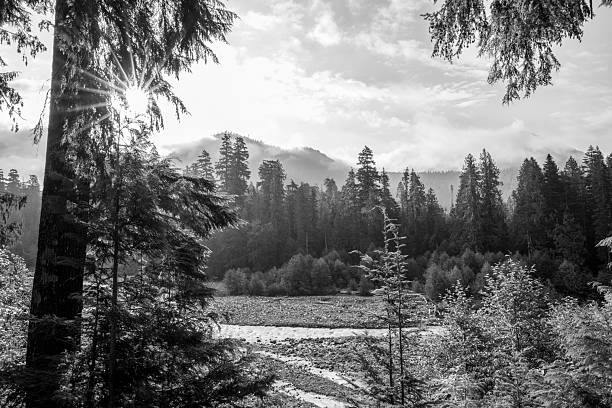 Dark winter landscape showing trees in the forest beside river on a cold day.