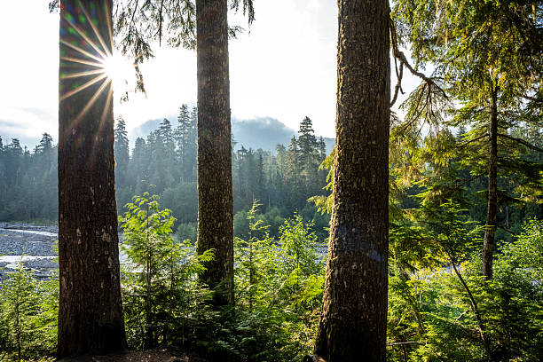 Scenery of Mt Rainier National Park at Sunrise, Washington, USA