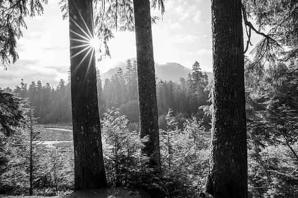 Mt Rainier National Park at Sunrise, Washington, USA