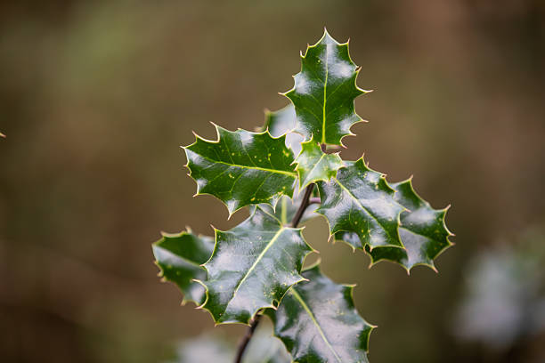 An isolated piece of holly with it's berries.
