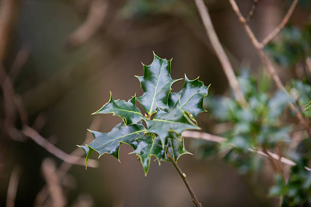 Sharp details and Cornish greens. English Holly (ilex aquifolium) in its element.