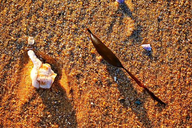 Beachcomber. The rocks, pebbles, stones, seaweed, feathers, patterns, sand, waves, beach that can be found along the far south coast beaches of NSW Australia.