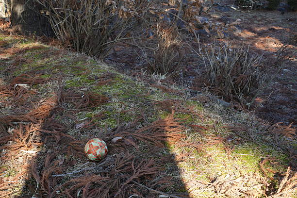 Lone golf ball on moss covered tree with forest in the background