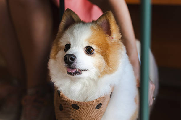 Pomeranian dog is sitting on the floor.Close-up domestic dog portrait.