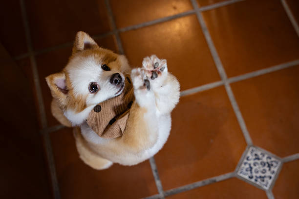A Shiba inu dog Red-haired Japanese dog on studio white
