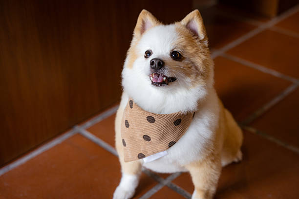 Pomeranian dog is sitting on the floor.Close-up domestic dog portrait.