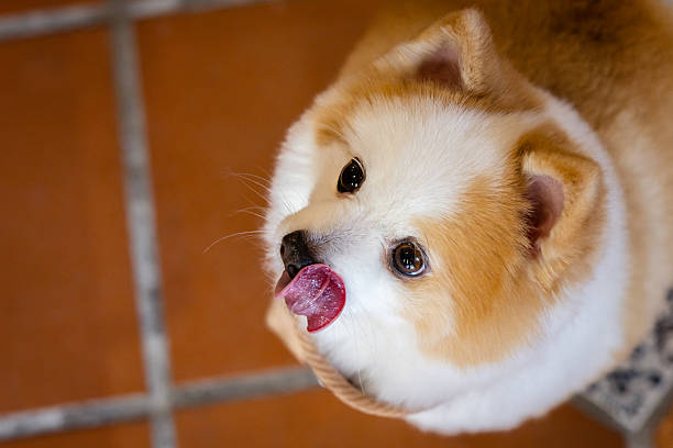 Pomeranian dog is sitting on the floor.Close-up domestic dog portrait.