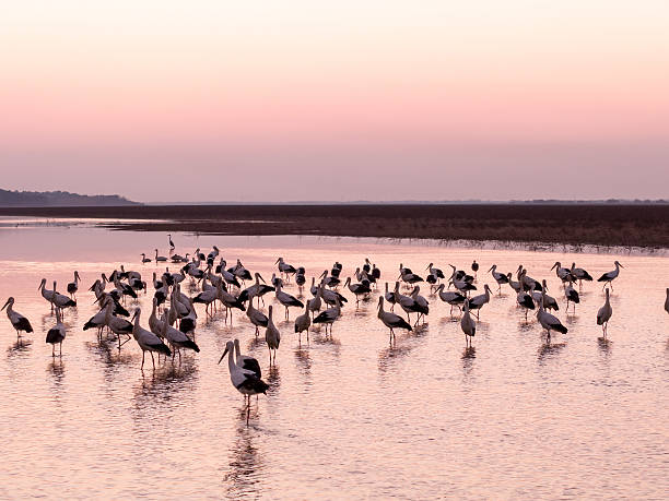 istock Migratory birds in Poyang Lake, China, at sunset. 2255480244