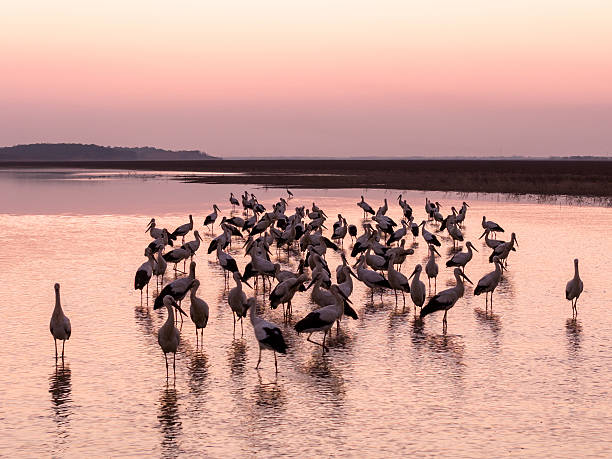 istock Migratory birds in Poyang Lake, China, at sunset. 2255480286