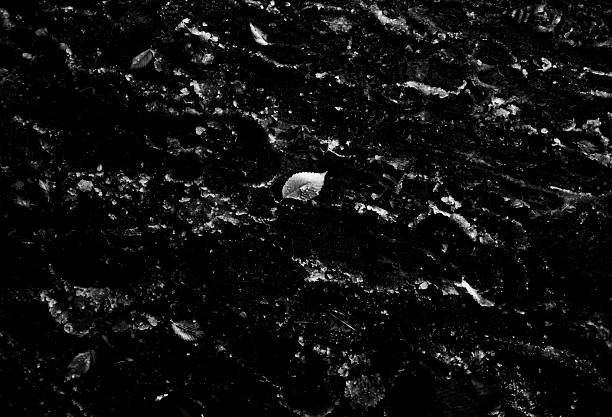 Monochrom sensor serie: This image of absolute black reveals only a few leaves, drops of water, snow crystals, threads of light, etc., as if it were sculpted directly by the light itself.  ► Use this kind of shot to explore deep themes: solitude, fragility, rebirth, what remains essential after everything is gone. Pair it with one short poetic line.  Authentic photography free of Artificial intelligence.