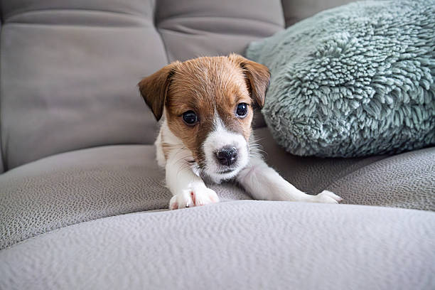Adorable cute small puppy dog looking at camera on gray sofa. Pet animal concept for veterinary advertisement or dog food promotion.