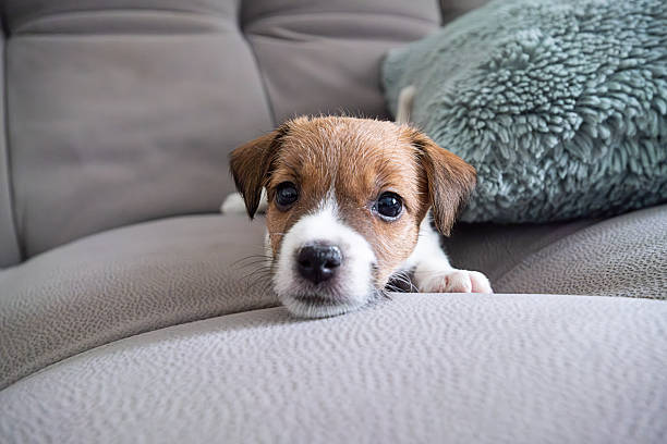 Cute small dog puppy looking directly at the camera on grey sofa. Adorable pet at home. Domestic animal behavior.