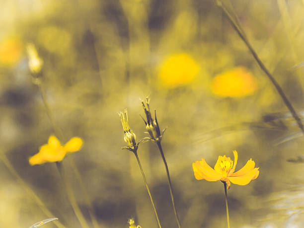 A serene, close-up photograph of delicate yellow cosmos flowers blooming in a sun-drenched field, captured with a soft focus.