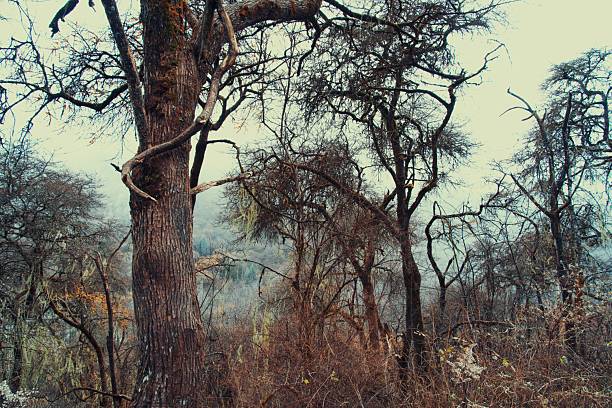 This atmospheric  photograph captures a cluster of twisted, leafless trees with intricate gnarled branches standing starkly against a foggy, barren hillside under a soft overcast sky, evoking a sense of eerie solitude and timeless wilderness. The subtle gradients and textured bark details highlight nature's raw beauty and resilience, ideal for themes of mystery, autumn decay, environmental storytelling, or post-apocalyptic visuals in editorial, book covers, film concepts, or atmospheric advertising projects.