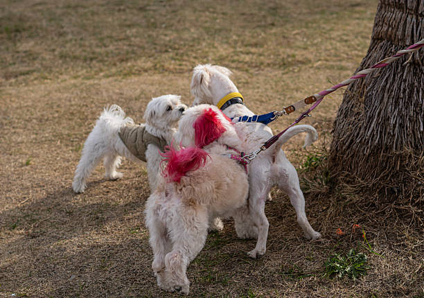 Three small dogs standing together on leashes in a grassy outdoor area near a tree