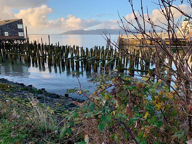 Weathered wooden pier pilings standing in the water along the Astoria, Oregon waterfront.