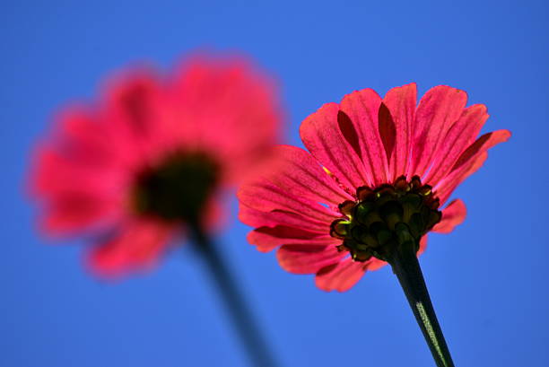 Two vivid pink Zinnias with green stems captured against a bright blue sky. The foreground bloom is sharply focused, revealing delicate petal textures, while the background flower is softly blurred, creating a beautiful depth-of-field effect. A striking composition that highlights natural beauty, contrast, and simplicity—ideal for themes of nature, growth, and serenity.