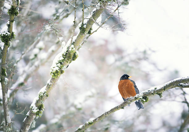 wildlife photography