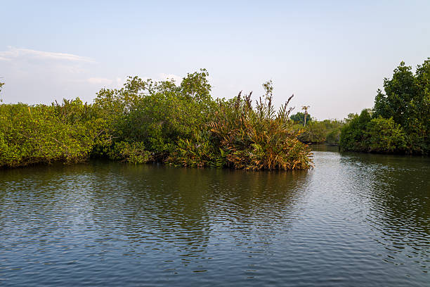 istock Backwater inlet with lush vegetation, Munroe Island 2255494638