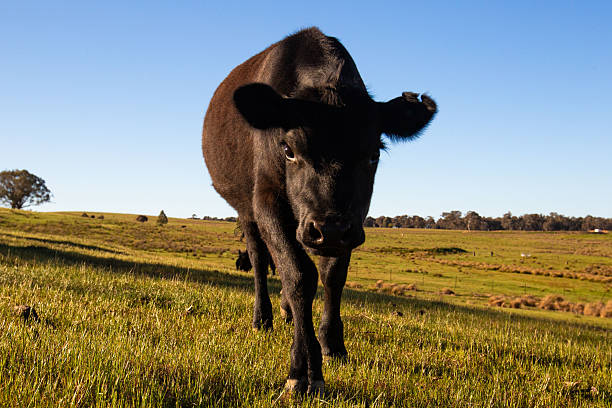 Curious cattle move together across vibrant pastureland, displaying playful interest and natural herd behaviour within an agricultural landscape