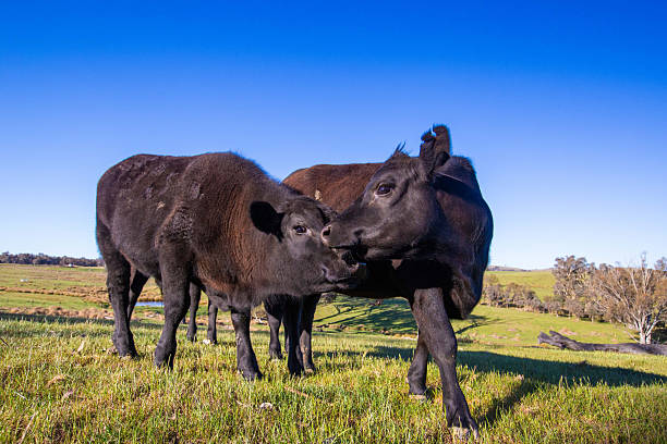 Two young cows in the pasture