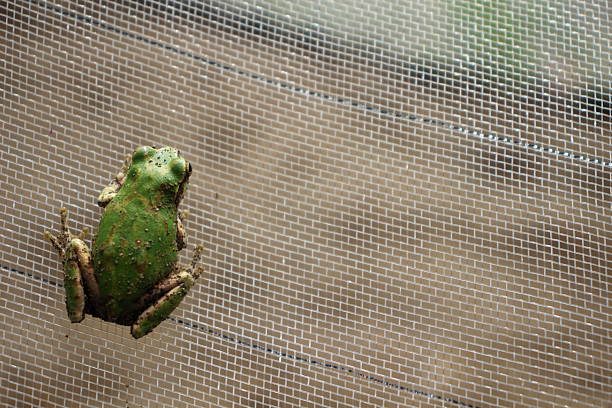 The Japanese Tree Frog sitting on agricultural material looks somewhat comical and endearing. This photo is easy to use for designs themed around Satoyama scenery or local nature.