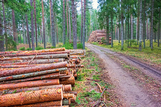 Timber stacks by a road in the forest