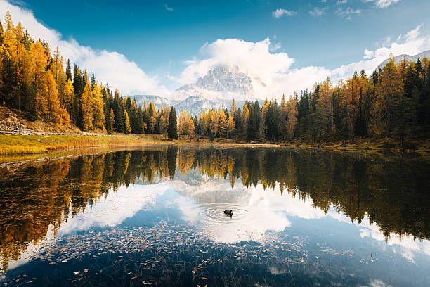 Scenic alpine landscape of Lago d Antorno with Tre Cime di Lavaredo peak surrounded by autumn larch forest and eurasian coot reflection in Dolomites, Italy