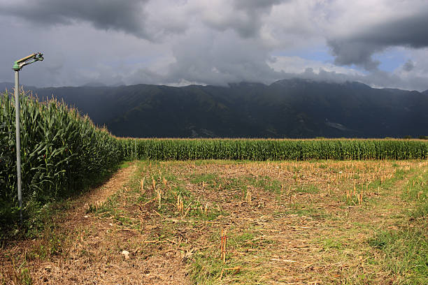 Summer Storm on green corn field near harvest corn field. Zea mays cultivation in the italian countryside