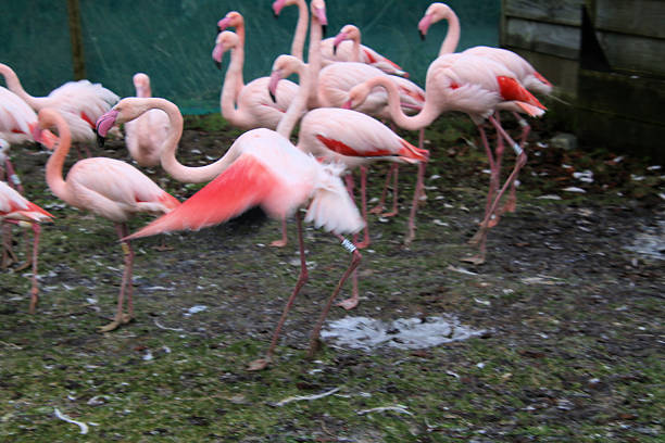 Wild african birds. Group of red african flamingos  walking around the blue lagoon on a sunny day