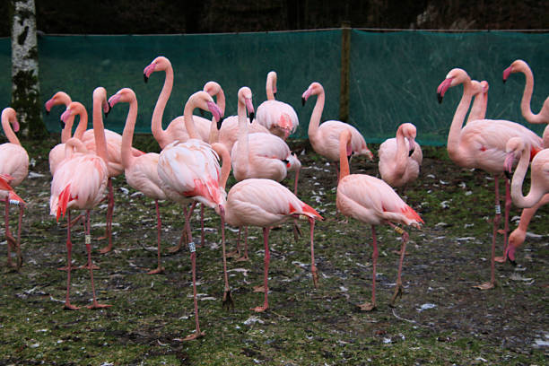 A view of a Flamingo in the Lake District in January 2026