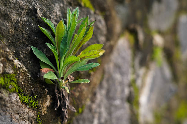 A small, resilient green plant sprouts from a crevice in a weathered stone wall, with lush moss and rugged texture. The scene evokes nature reclaiming urban spaces and quiet perseverance.