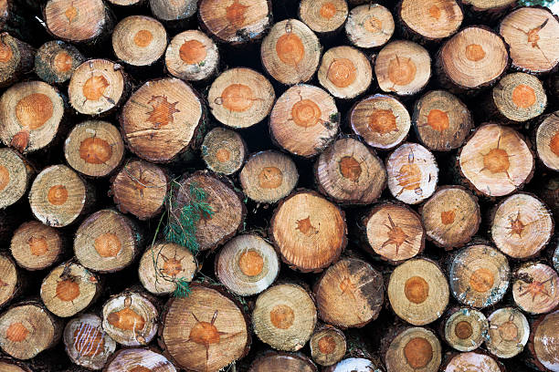 Near-abstract composition of pine trunks in a log-pile near the Houtkampweg in De Hoge Veluwe, Gelderland, Netherlands