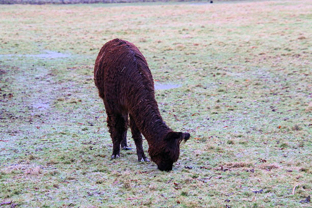 A close up of a Llama in the Lake District