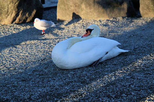 2019 Geneva, Switzerland.  Swan in the harbour near the lakeshore promenade and the jetties in Geneva.