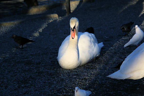 A view of a Mute Swan at Windermere