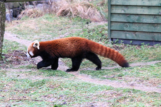 A close up of  a Red Panda in the Lake District