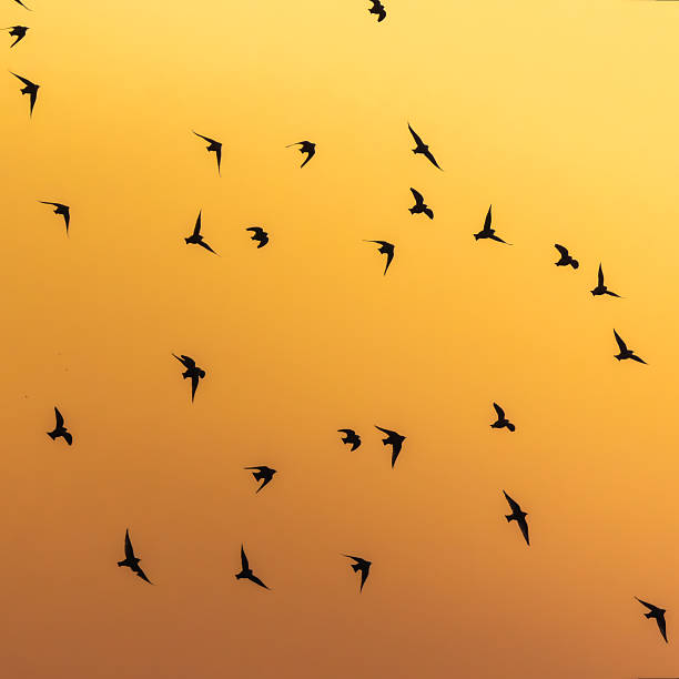 The Common Starling is a black bird slightly smaller than the Blackbird with whom it can be confused, but its silhouette is different