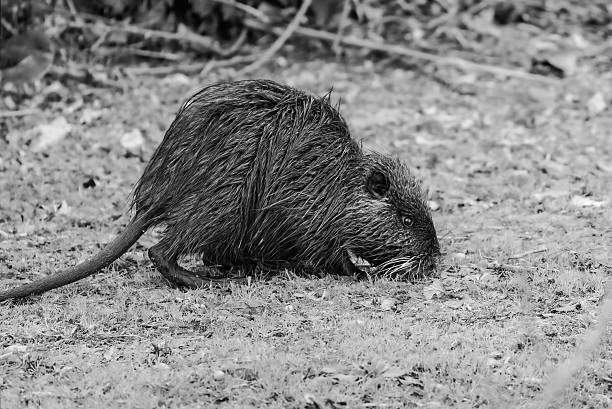 A semi-aquatic Nutria [Myocastor coypus] swims peacefully across a slow-moving river, with its head and ears just above the murky, dark water surface.