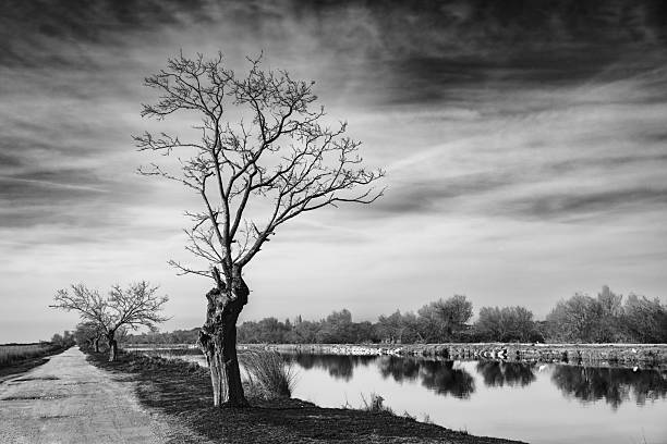 Black and white image of a lone tree.