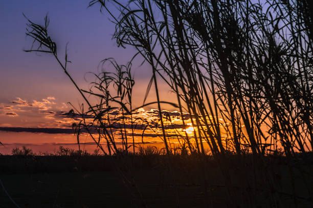 The Camargue is a 150,000-hectare wetland that is home to numerous animal and plant species. It is classified as a regional natural park.