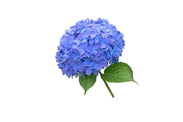 Blue bigleaf hydrangea inflorescence isolated on white. Hydrangea macrophylla. Hortensia Flower.