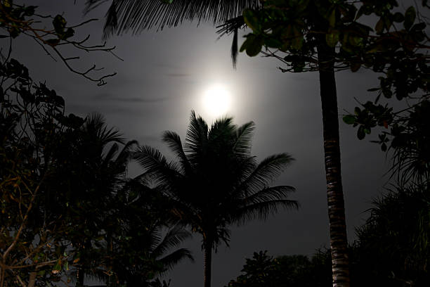 Moody night photograph of a glowing full moon framed by dark tropical palm fronds and foliage. Perfect for nature, nighttime, and tropical landscape stock photography