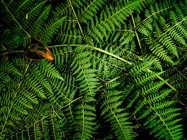 High-angle detailed view of lush green fern fronds forming a dense natural pattern, contrasted by a single withered brown leaf. Ideal for nature, botany, ecology, and organic texture themes.