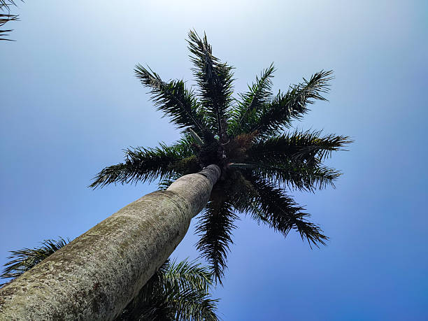 istock Low-Angle View of a Majestic Royal Palm Tree Against a Clear Blue Sky 2255510189