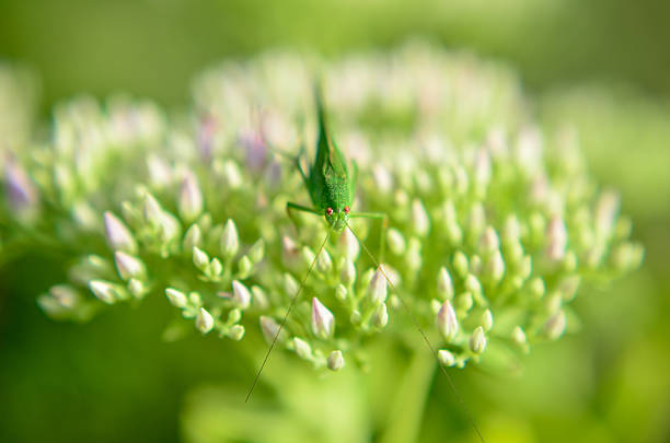 Little grasshopper on the blooming flower