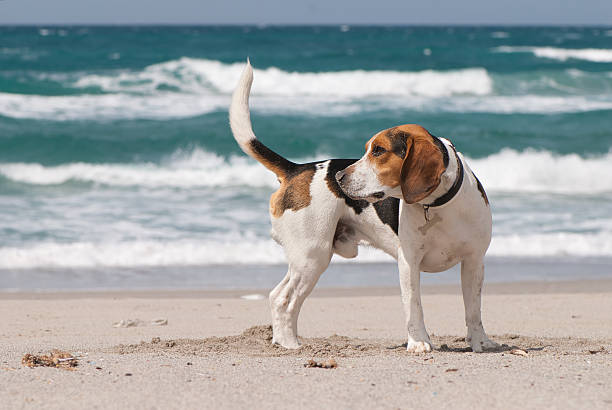 A beagle dog standing alert on a sandy beach, looking sideways while ocean waves roll in the background. The scene captures a natural outdoor moment, highlighting the dog’s posture, curiosity, and connection with nature. Ideal for stock photography related to pets, animals, seaside lifestyle, freedom, travel, and healthy outdoor activities.